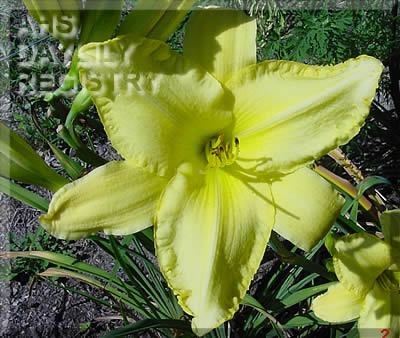 David's Tucson AHS image