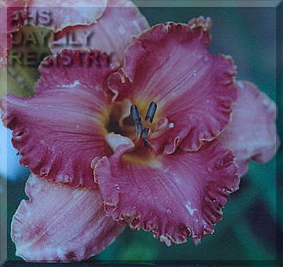 Cancun Honeymoon AHS image
