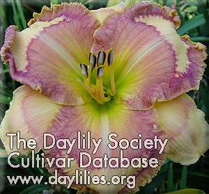 Ledgewood's Sunday Dessert AHS image