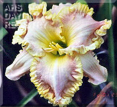 Forestlake Tumay Harding AHS image