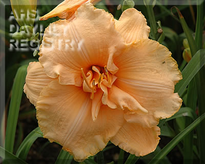 Honey Blush AHS image