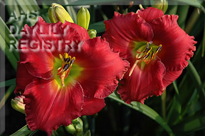 Lucky Desire AHS image