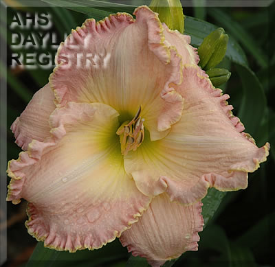 Rosewater AHS image