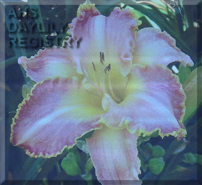 Transatlantic Flutter AHS image