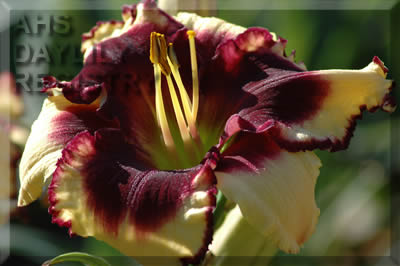 Burgundy Vision
