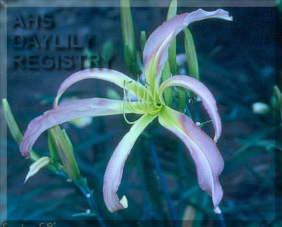 Pink Longlegs AHS image