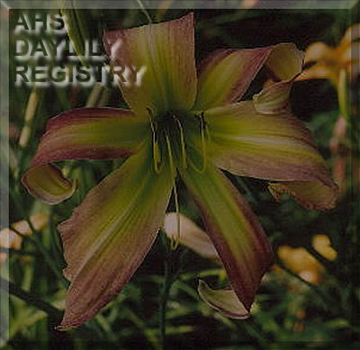 Lime Berry Sorbet AHS image