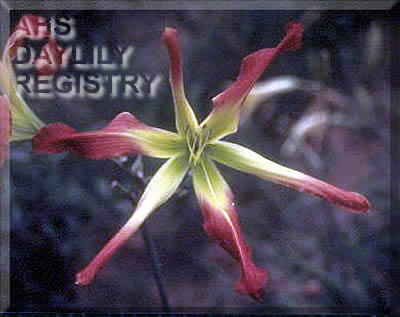 Tennessee Red AHS image