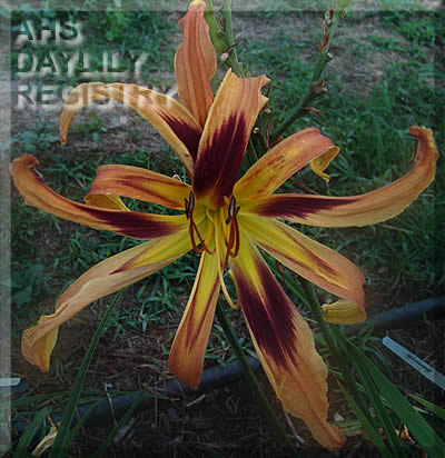 Mystic Jellyfish AHS image
