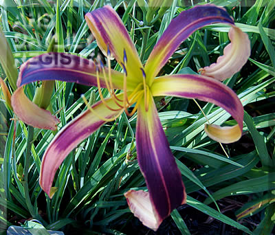 Electric Lizard AHS image