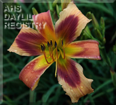 Canyon Wildcat AHS image