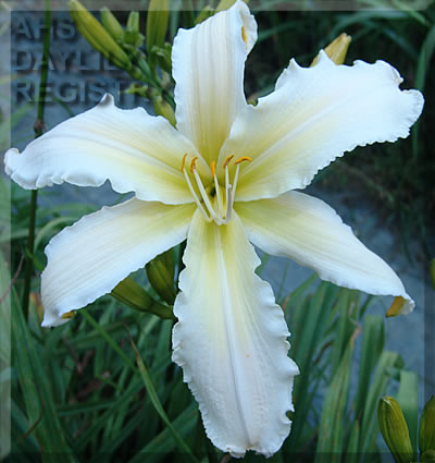 White Magician AHS image