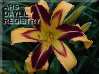 Bumblebee Lady AHS image