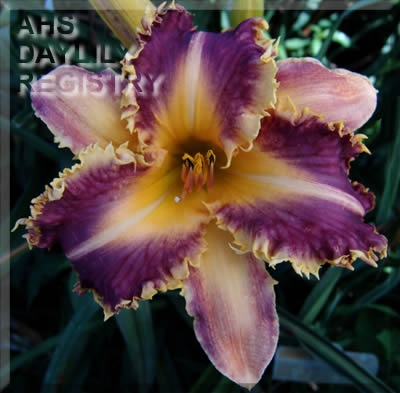 Dragon Fang AHS image