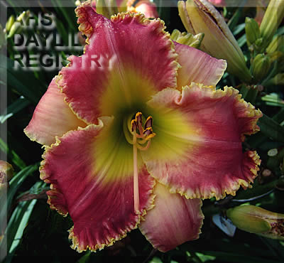 Natural Affinity AHS image