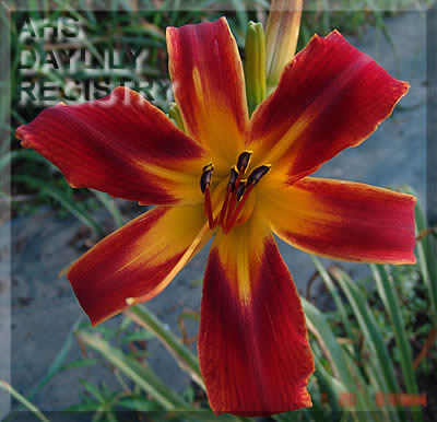 Orange Knight AHS image