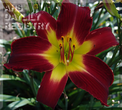 Red Sally AHS image