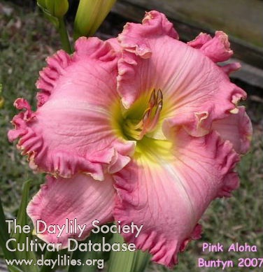 Pink Aloha AHS image