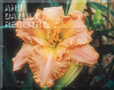 Crystal's View AHS image