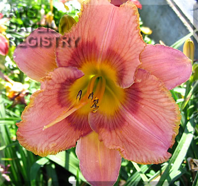 Faustyna AHS image
