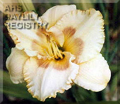 Wersal AHS image