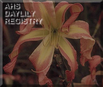 Rosy Spangles AHS image