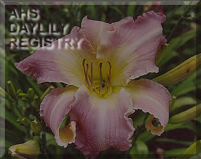 Love Camilla AHS image