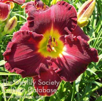 Rhonda Mayes AHS image