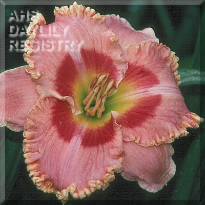 Rose Crinoline AHS image