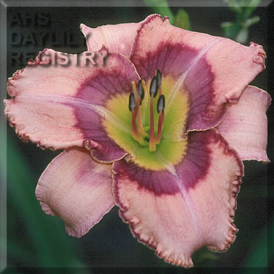 Nectar Collector AHS image