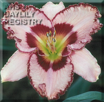 Redneck Rose AHS image