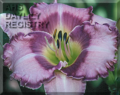 Lavender Fiesta AHS image