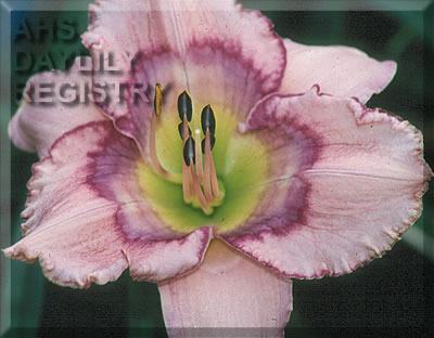 Progressive Pattern AHS image