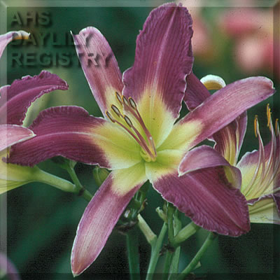 Purple Bananas AHS image