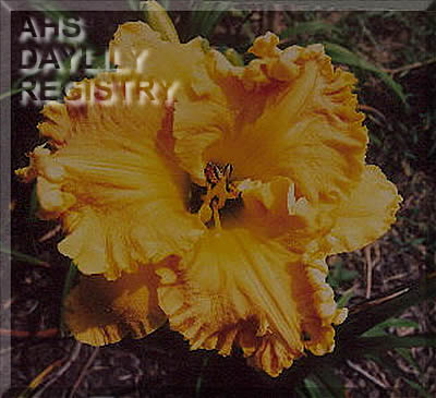 Symphony in Gold AHS image