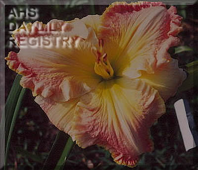 Looking Pretty AHS image