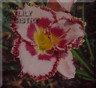 Regal Look AHS image
