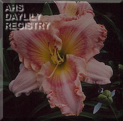 Romance Returns AHS image