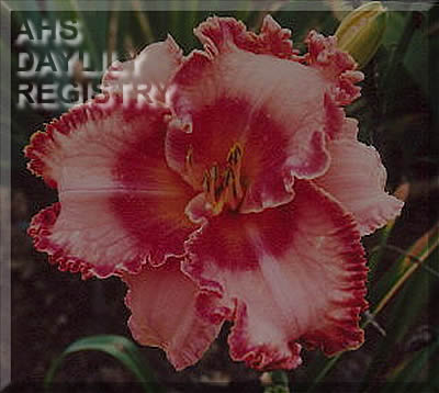 Jerry's Eye Candy AHS image