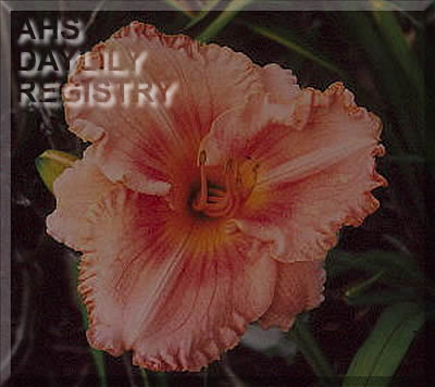 Coral Dream AHS image