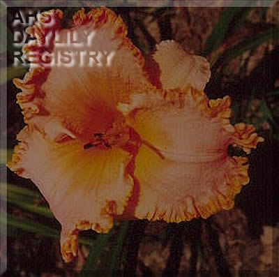 Coral Fringe AHS image