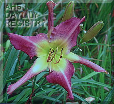 Aaaah Beautiful Pinwheel