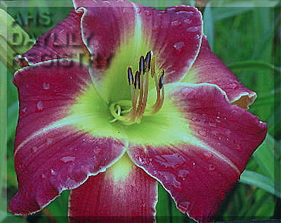 Gary Rivera Vega AHS image