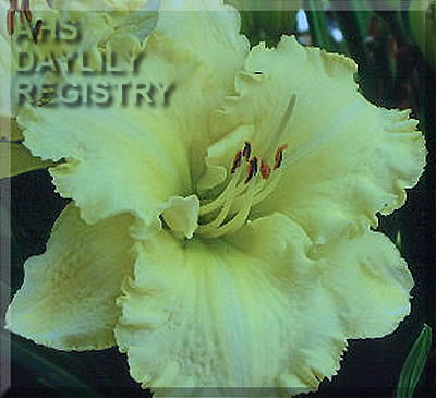 Lemon Orea AHS image