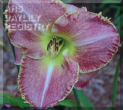 Matthew Braedon AHS image