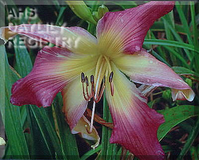 Zzzz a Zinging Giant AHS image