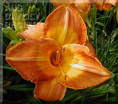 Amber Flare