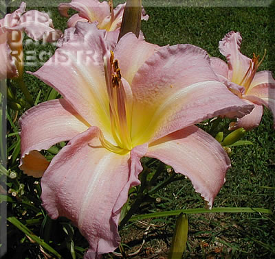 Lavender Luminous AHS image