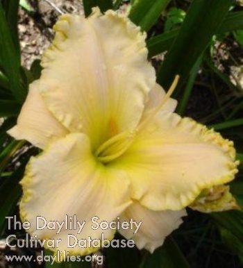 Cajun Wedding Bells AHS image