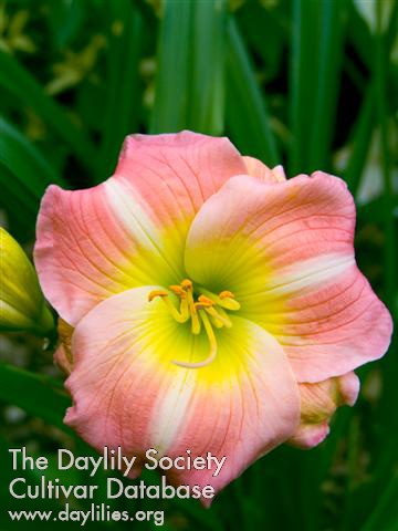 Cherry Tiger AHS image